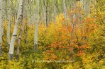 fall color, Colorado, aspen, color, fall, trees